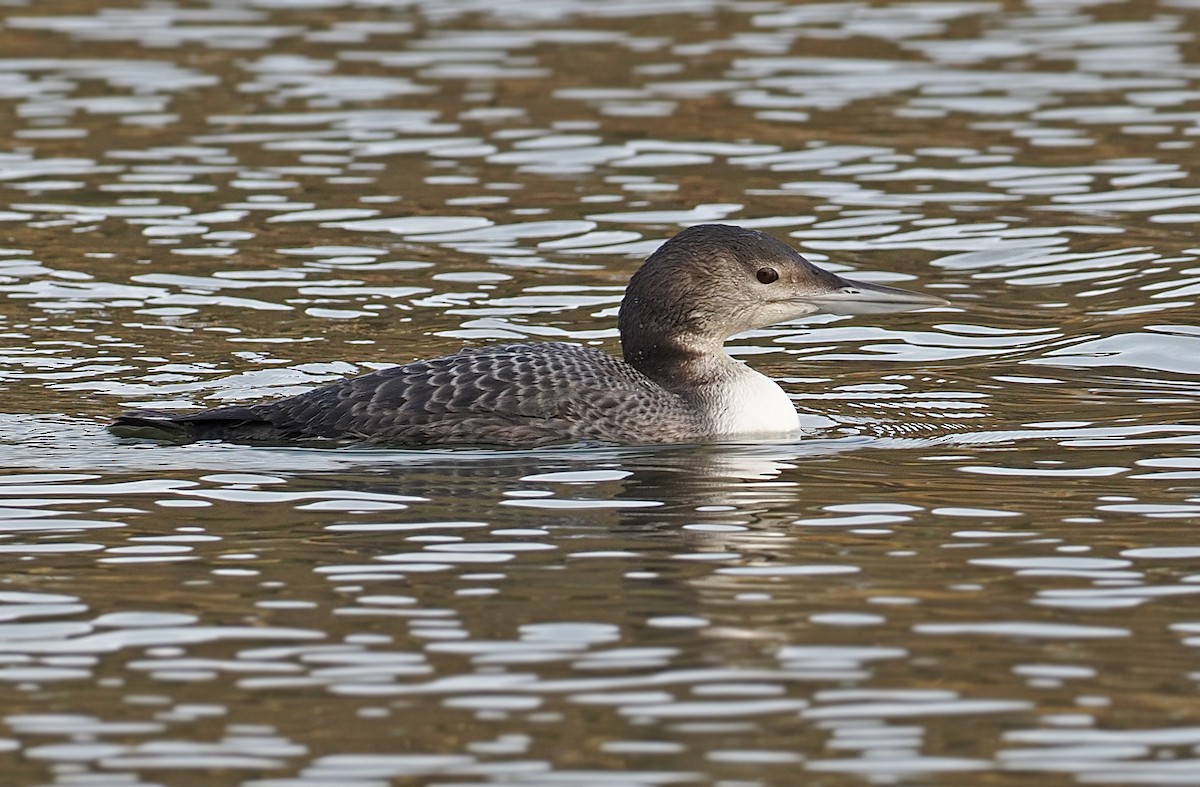 Common Loon - Robert Hutchinson