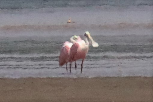 Roseate Spoonbill - ML295187321