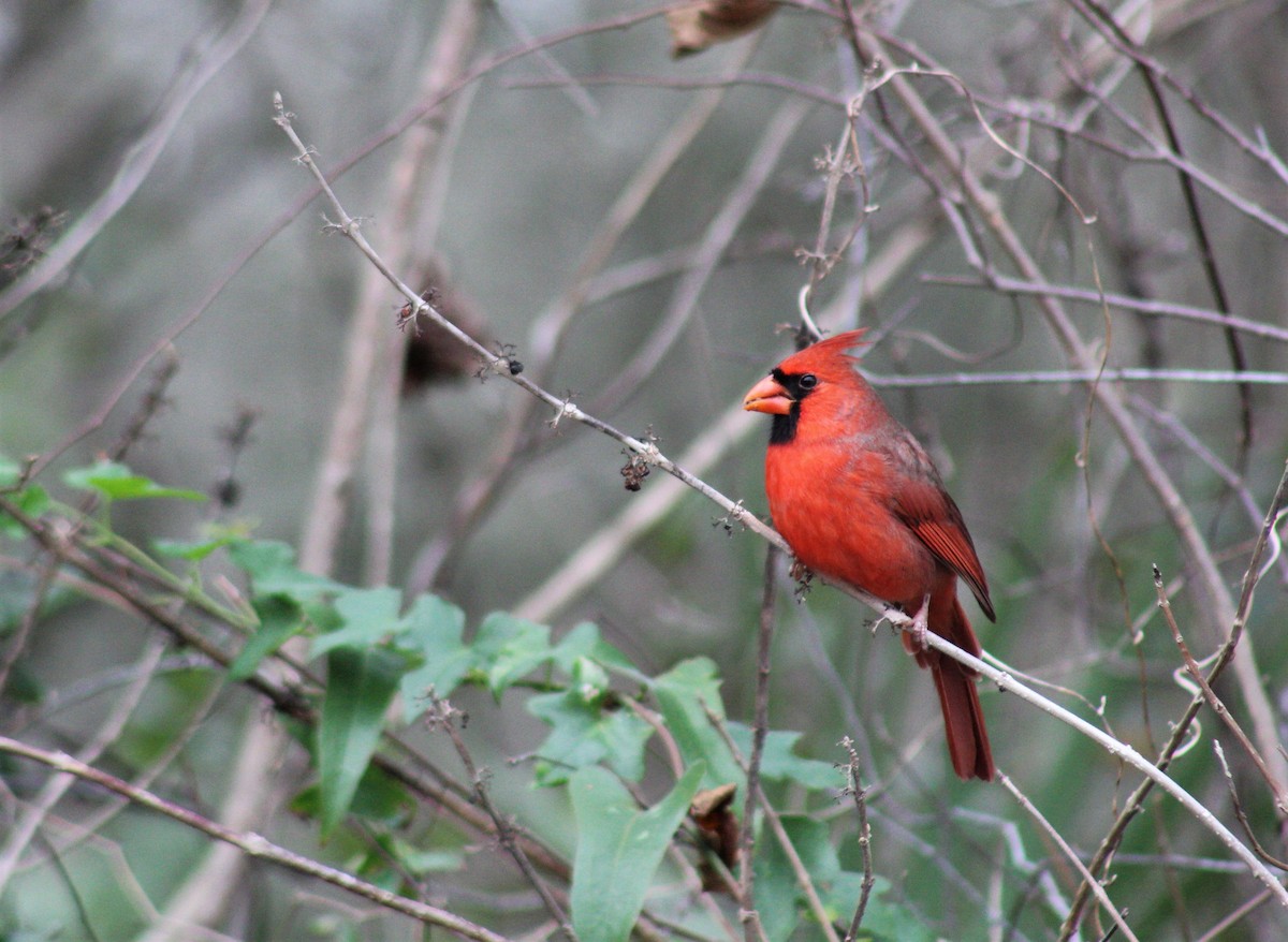 Northern Cardinal - Nolan Meyer