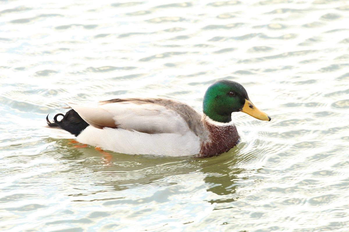 Mallard - ML295190501