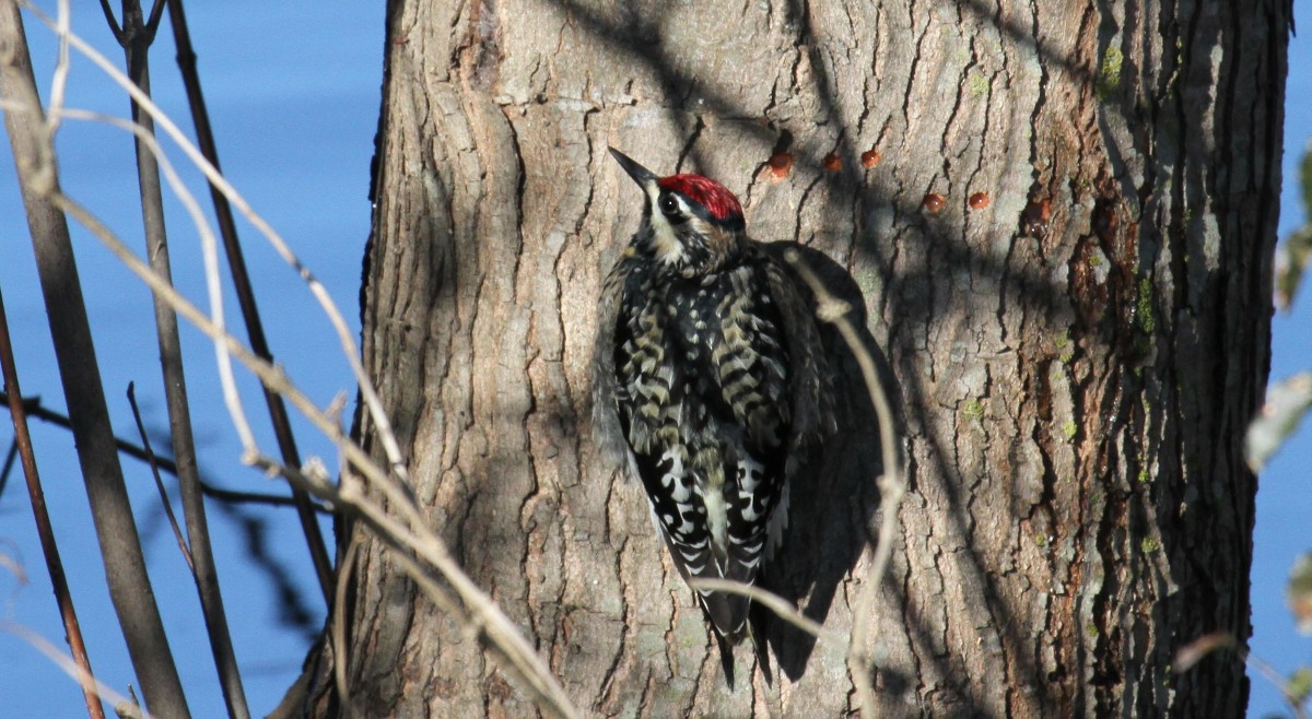 Yellow-bellied Sapsucker - ML295191331