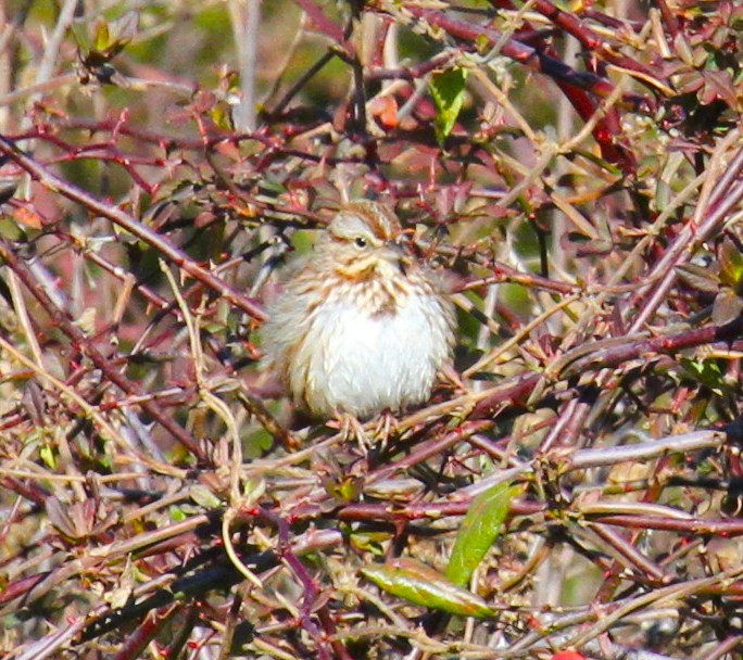 Song Sparrow - ML295191491