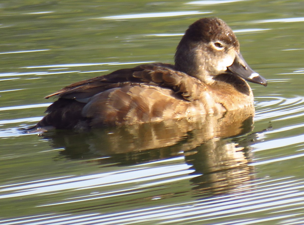 Ring-necked Duck - Nancy Salem