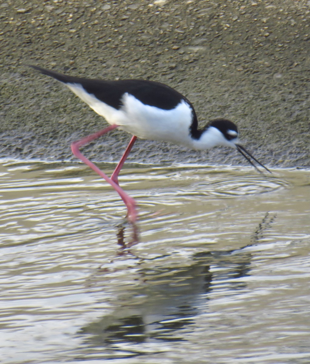 Black-necked Stilt - ML295192331