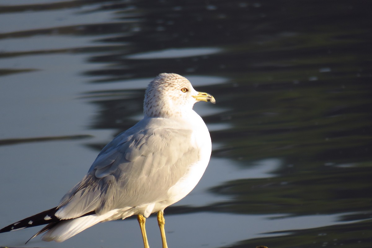 Ring-billed Gull - ML295192671