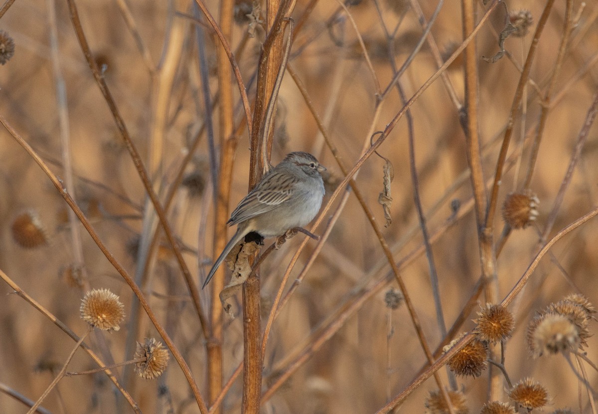 Rufous-winged Sparrow - Wei Lu