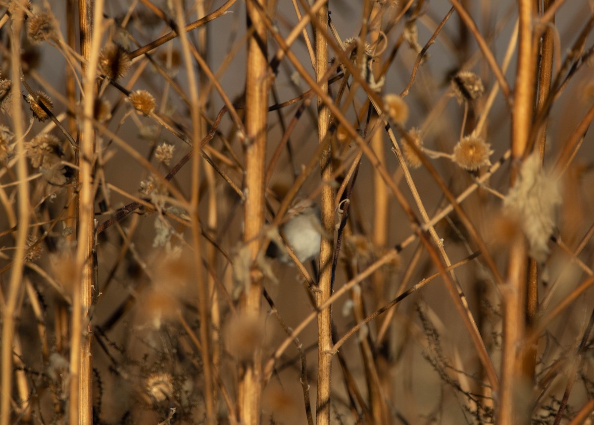 Rufous-winged Sparrow - Wei Lu