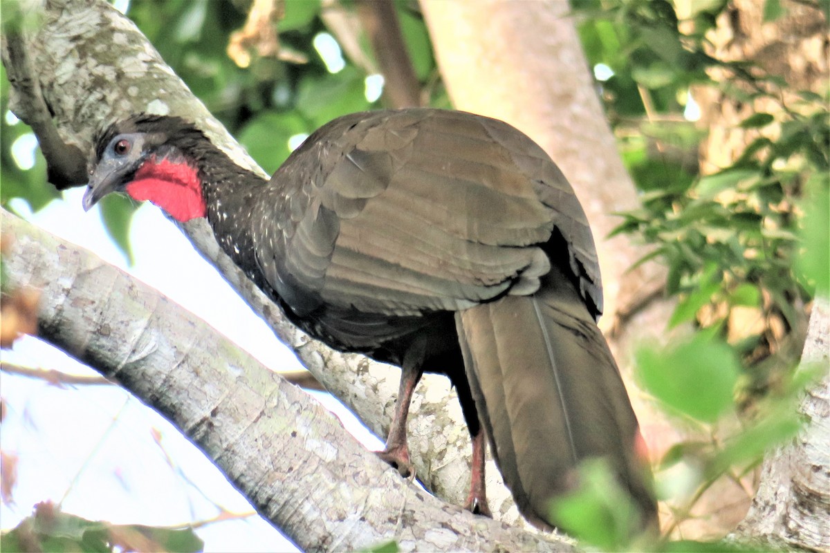 Crested Guan - ML295194851