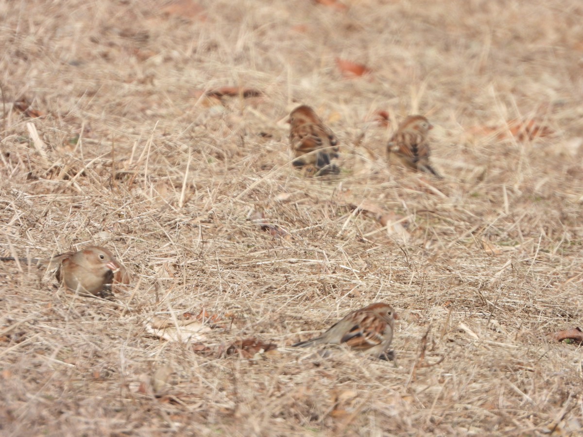 Field Sparrow - ML295197491