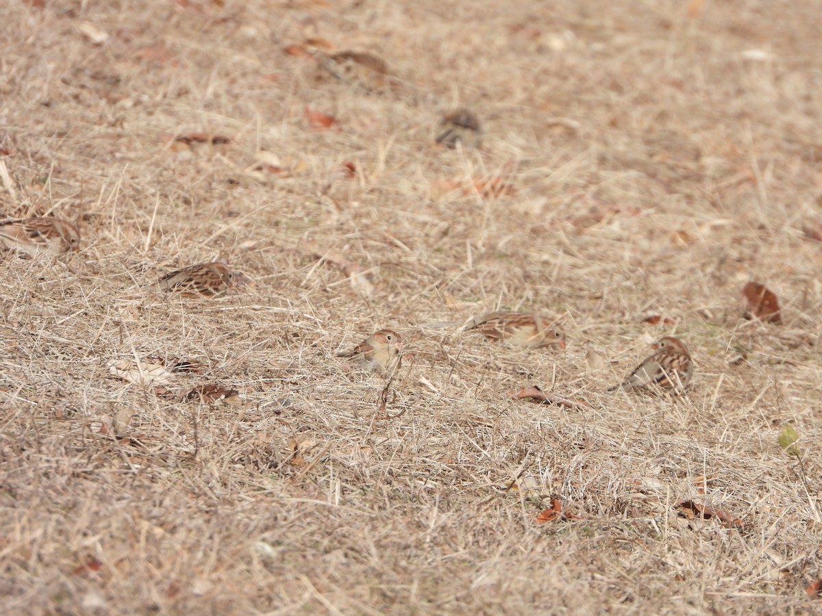 Field Sparrow - ML295197641