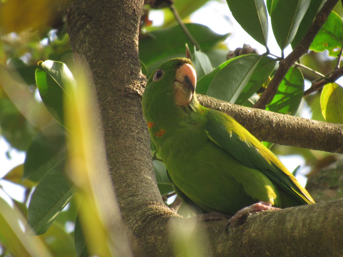 Pacific Parakeet - ML295197671