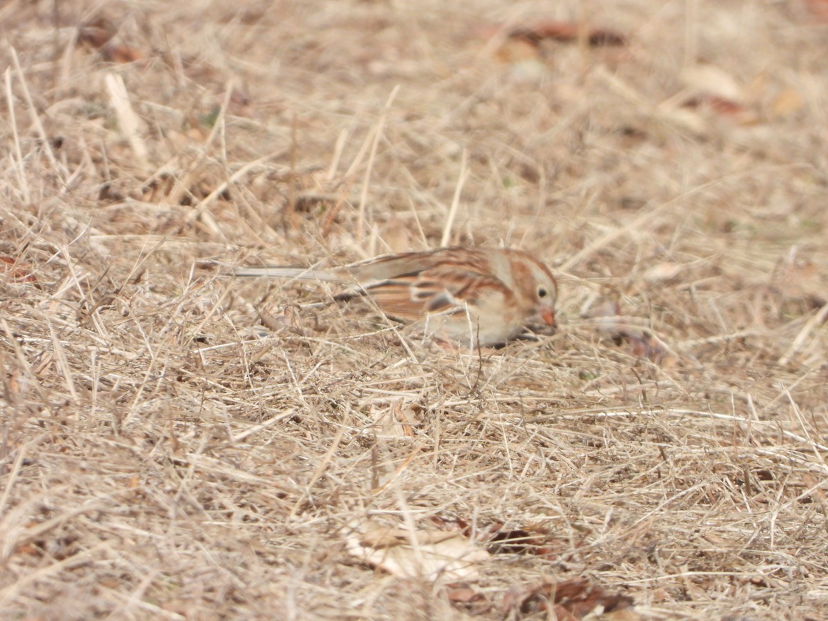 Field Sparrow - ML295197701