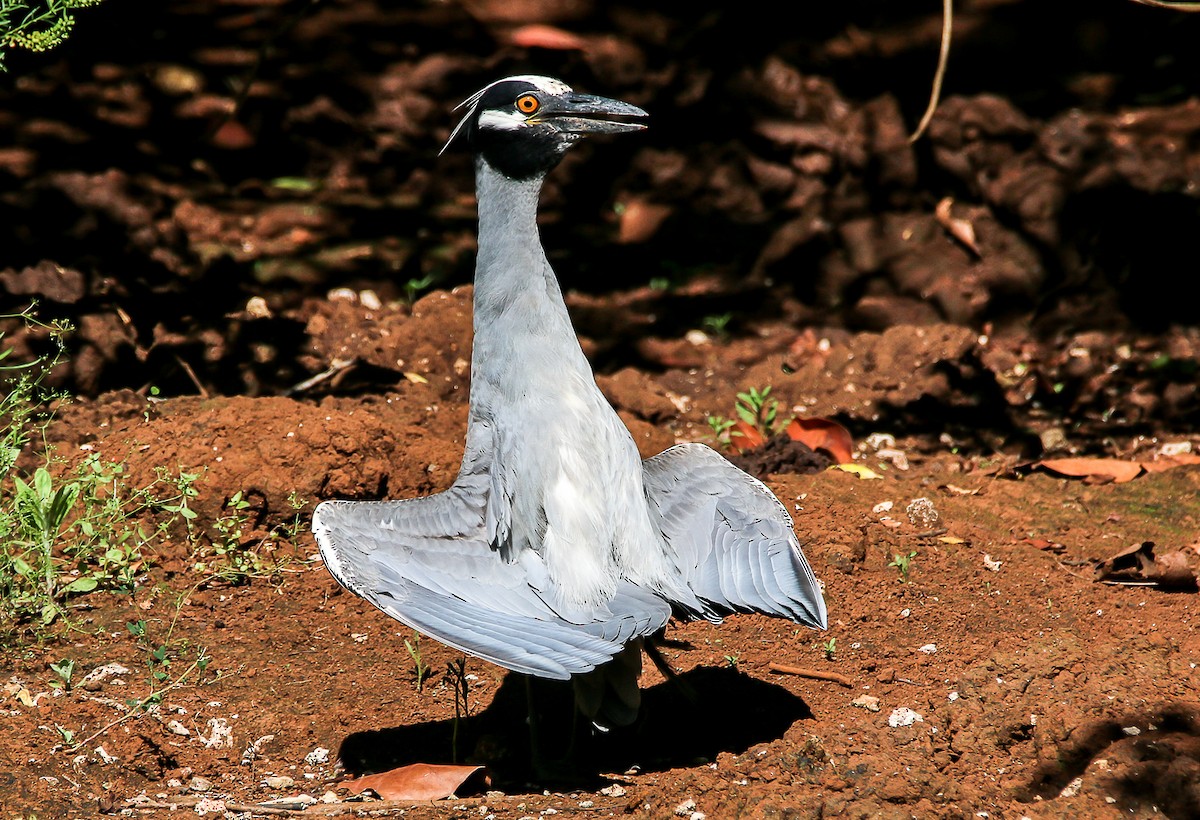 Yellow-crowned Night Heron - W Derek Gibbons