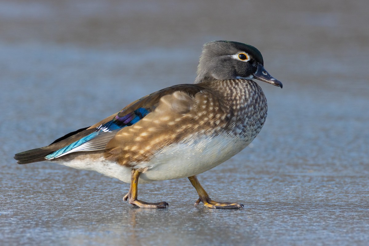 Wood Duck - ML295198061