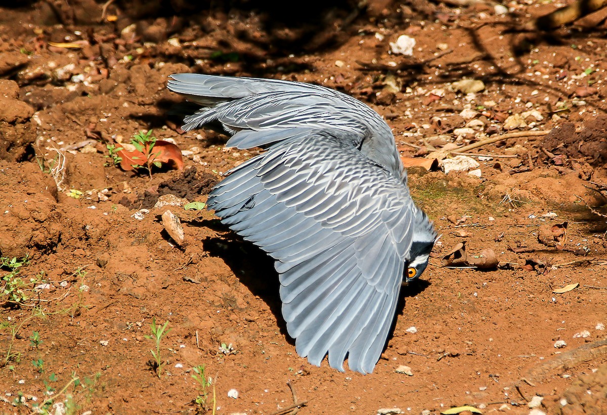 kvakoš žlutočelý - ML29519811