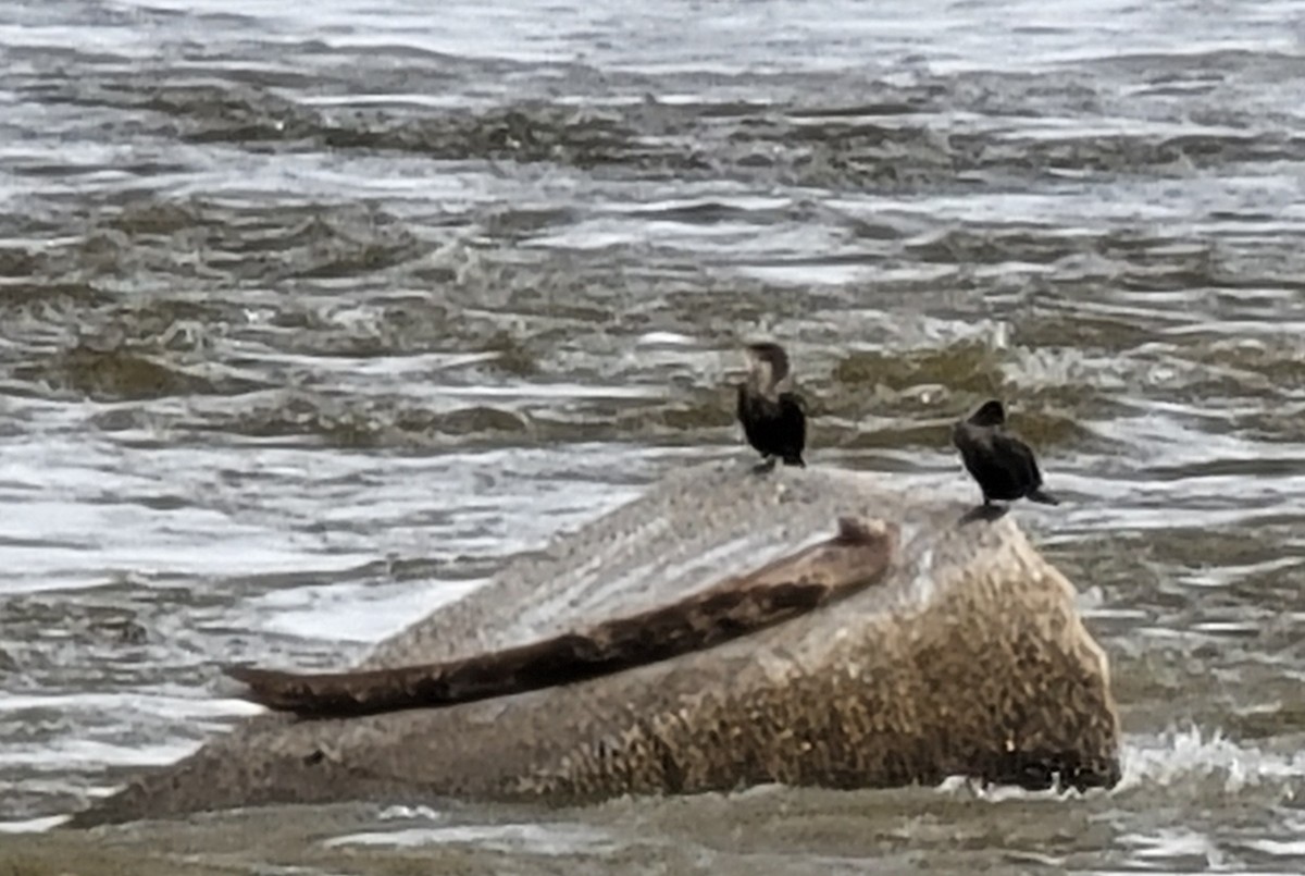 Cormoran à aigrettes - ML295198651