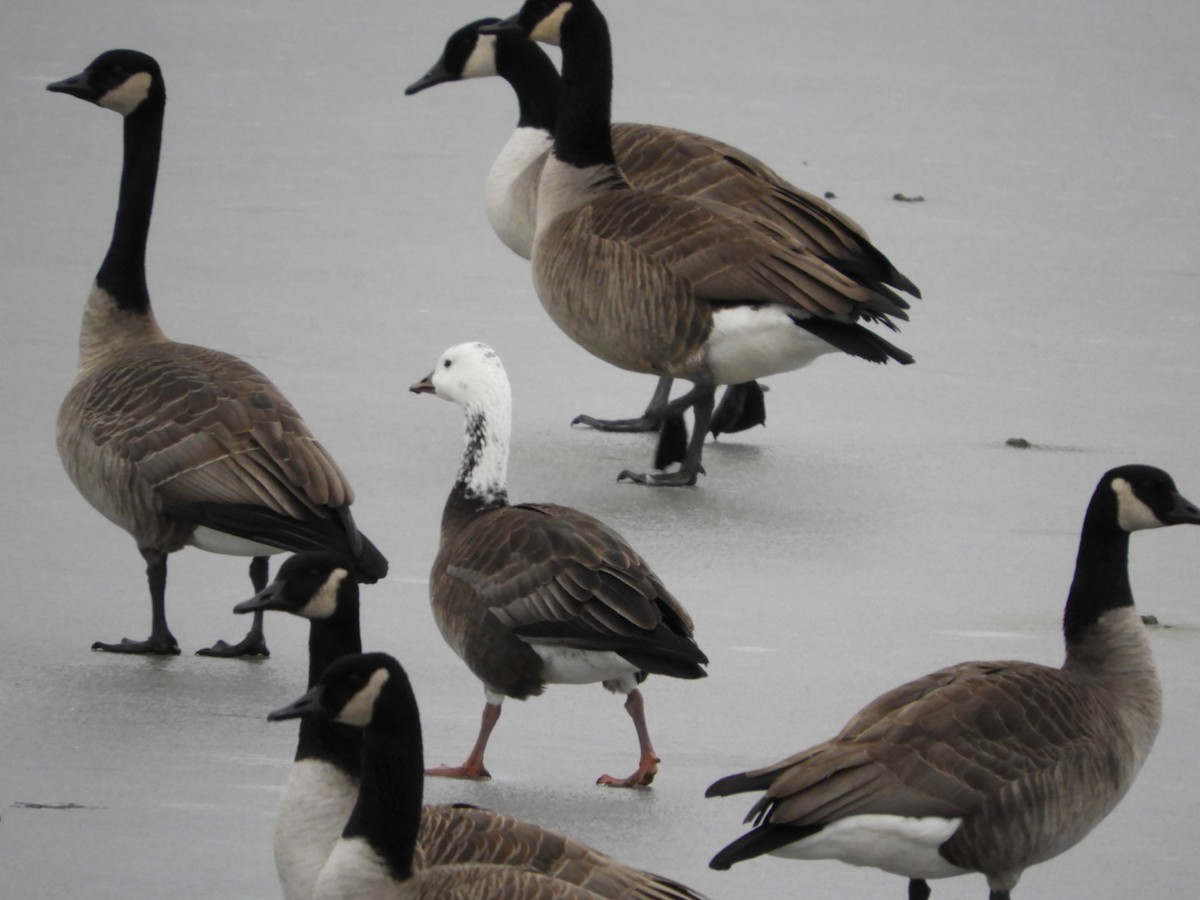 Snow Goose - ML295200701