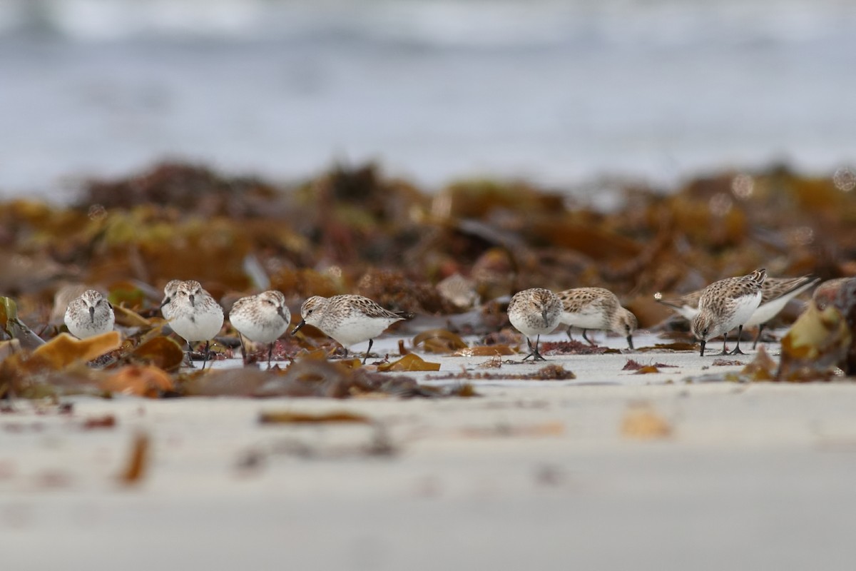 Semipalmated Sandpiper - ML29520071