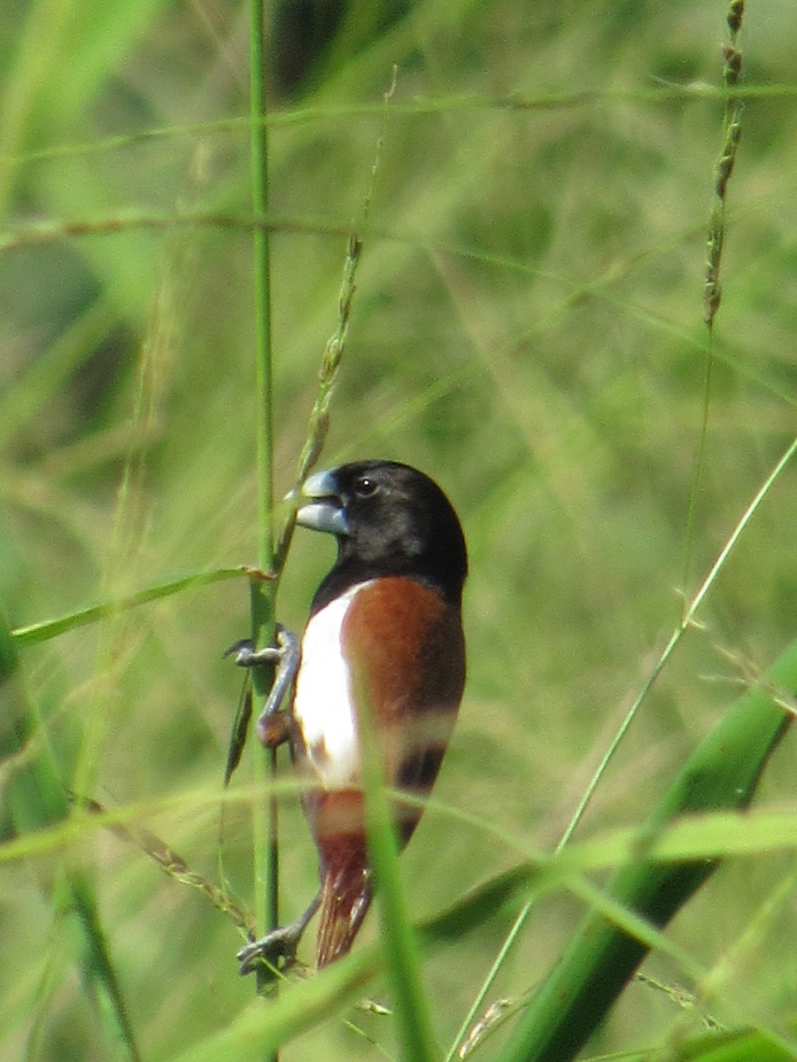 Tricolored Munia - ML295201441