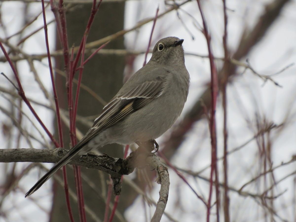 Townsend's Solitaire - ML295201701