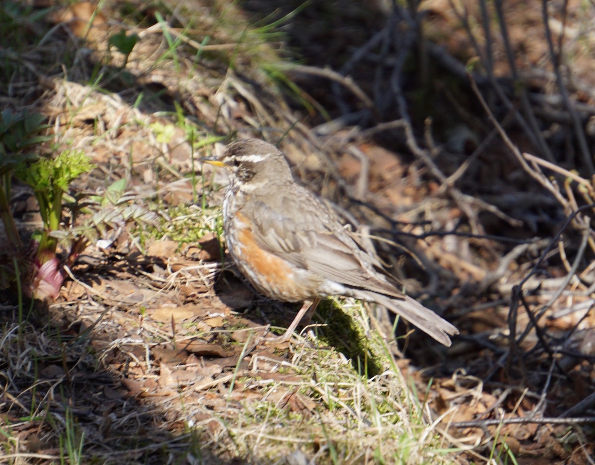 Redwing - Doreen LePage