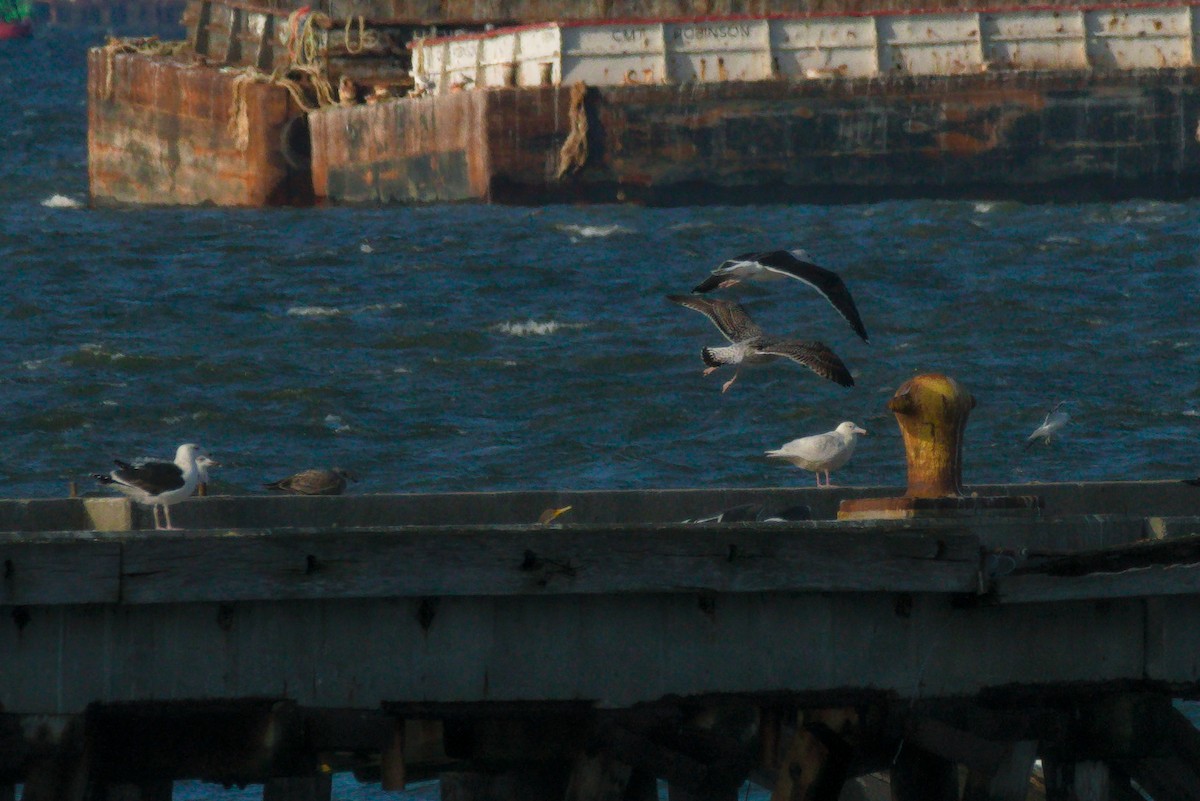 Glaucous Gull - ML295202711