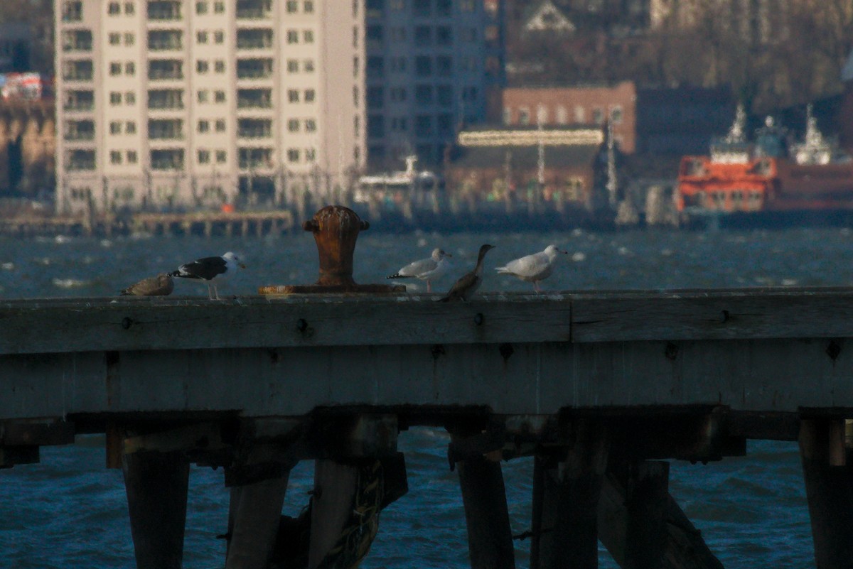 Glaucous Gull - ML295202731