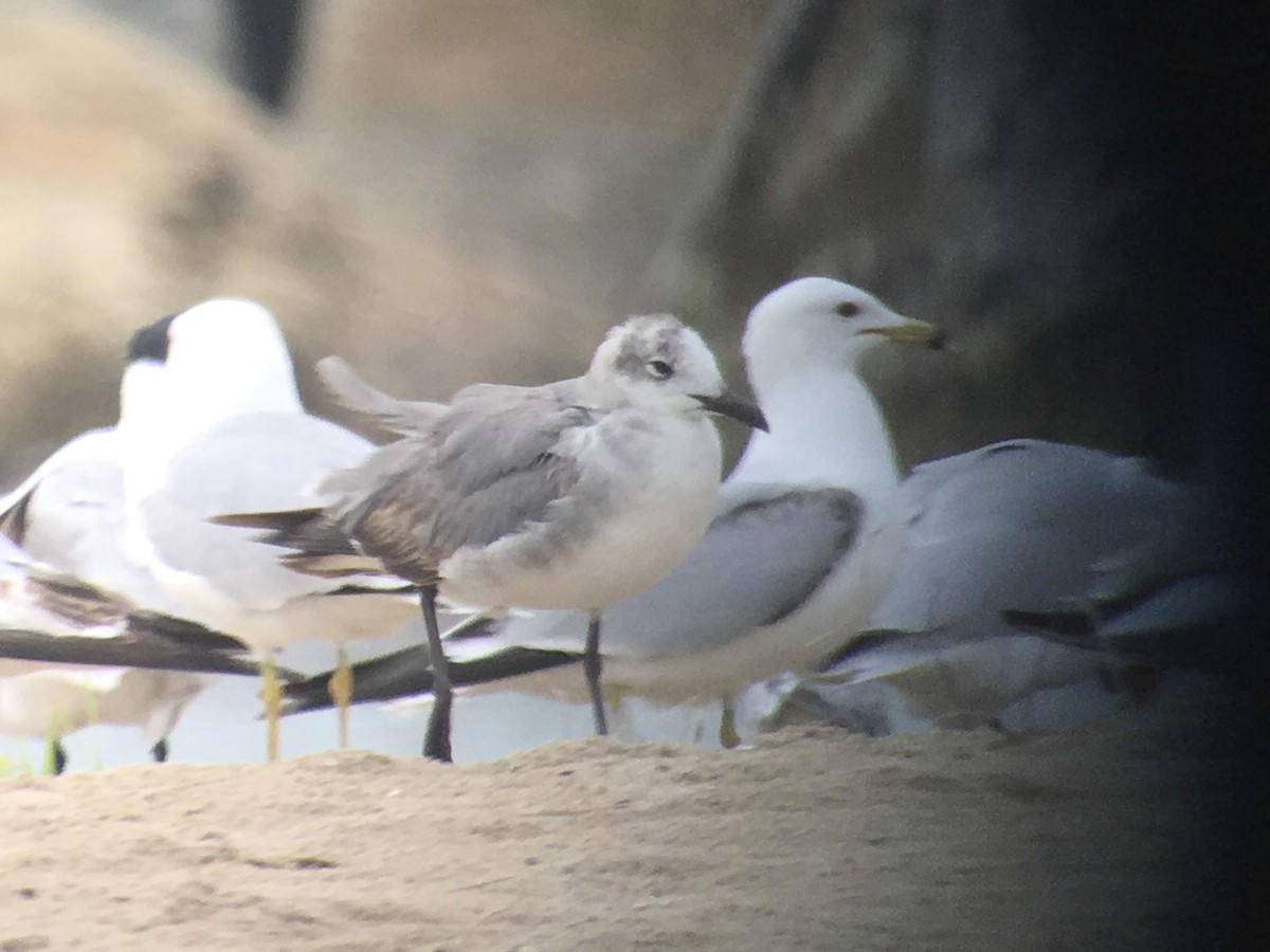 Laughing Gull - ML29520311