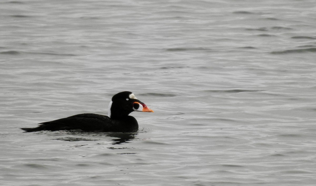 Surf Scoter - ML295204011