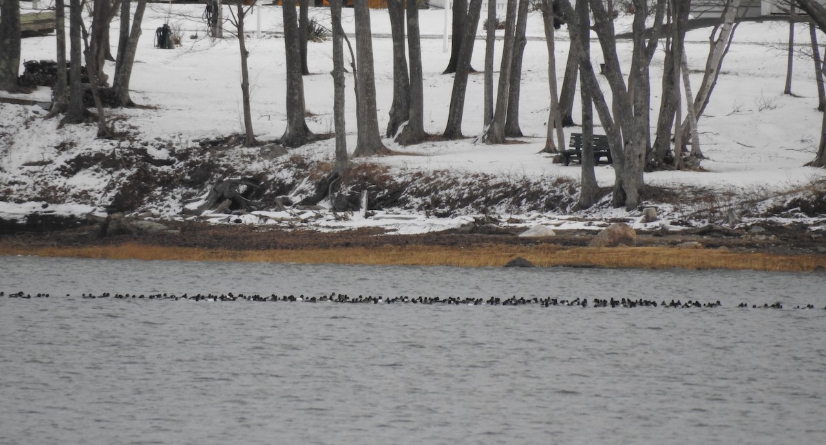 Greater/Lesser Scaup - ML295204131