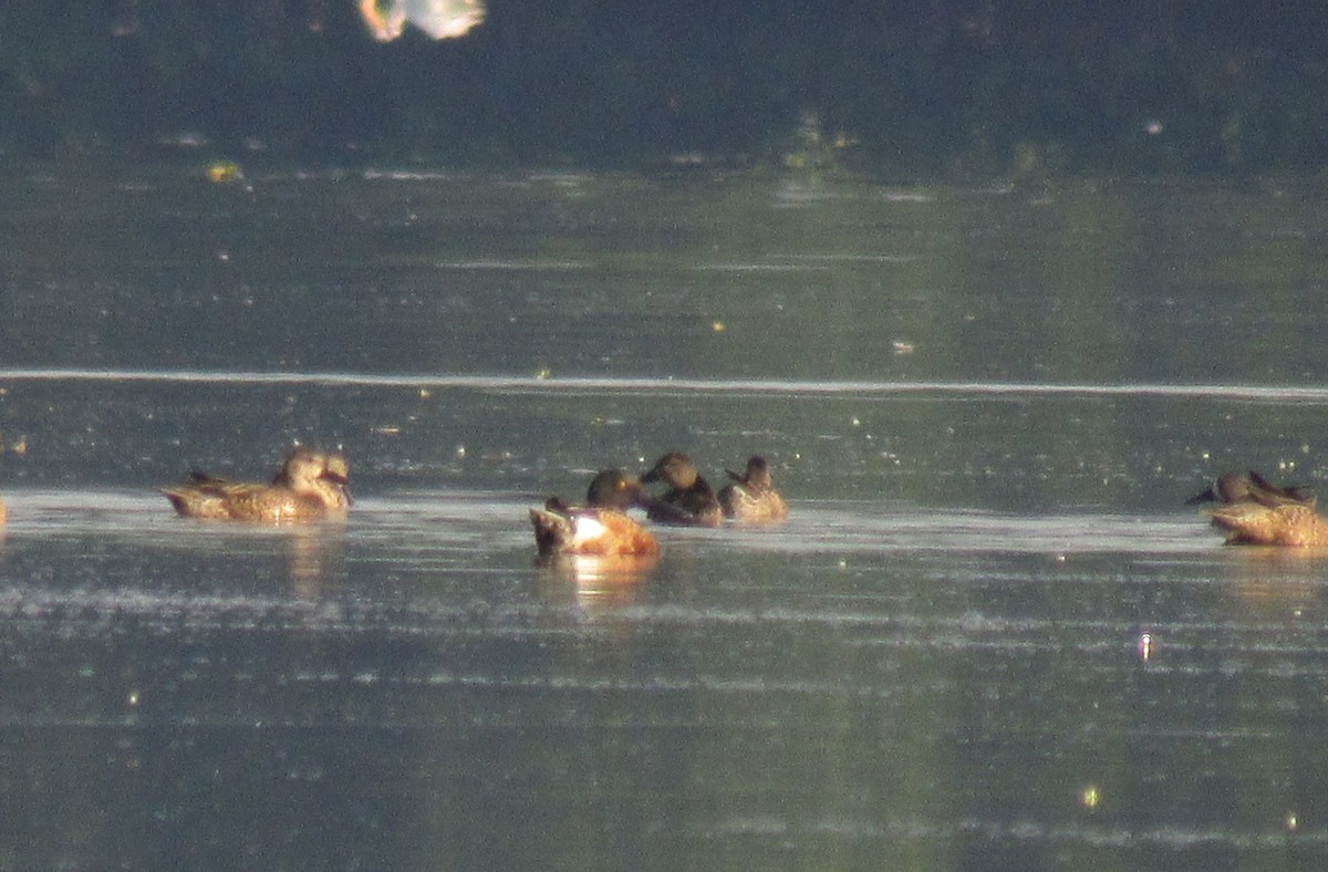 Northern Shoveler - ML295204611