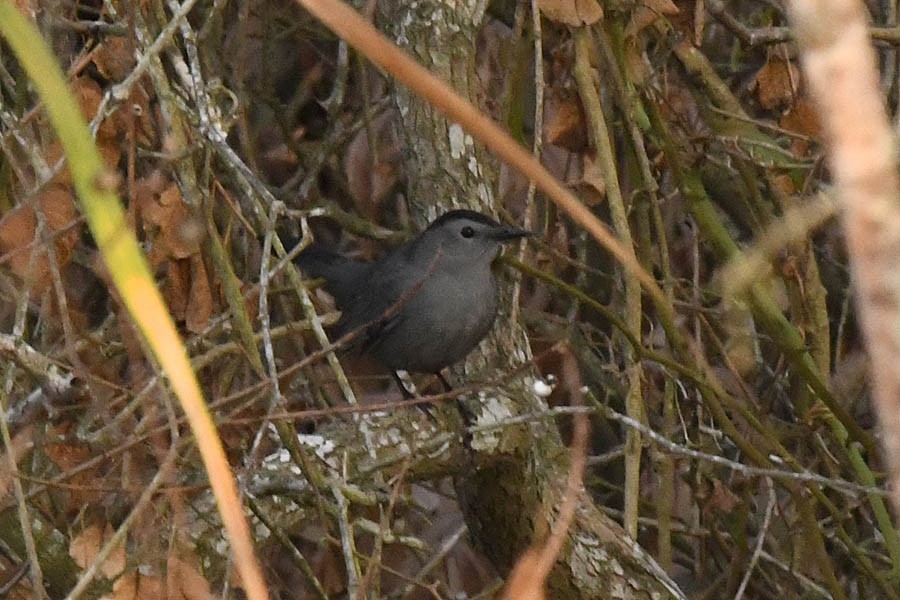 Gray Catbird - ML295205541