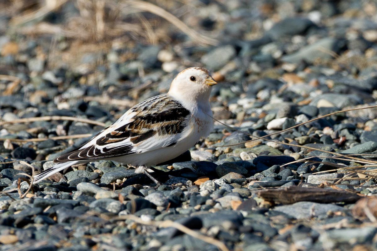 Snow Bunting - ML295205981