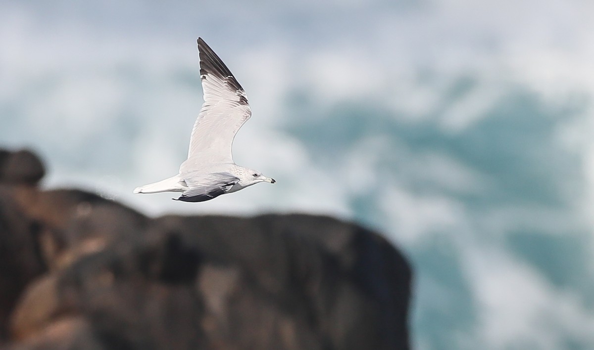 Ring-billed Gull - ML295206311