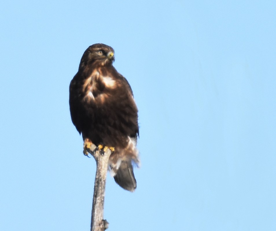 Rough-legged Hawk - ML295208041