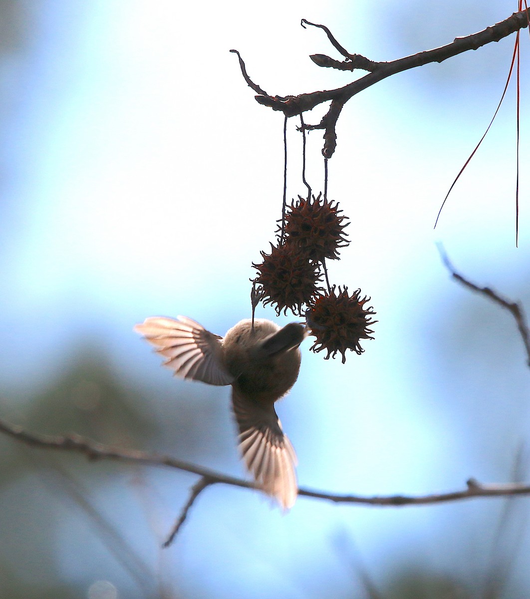 Carolina Chickadee - ML295208301