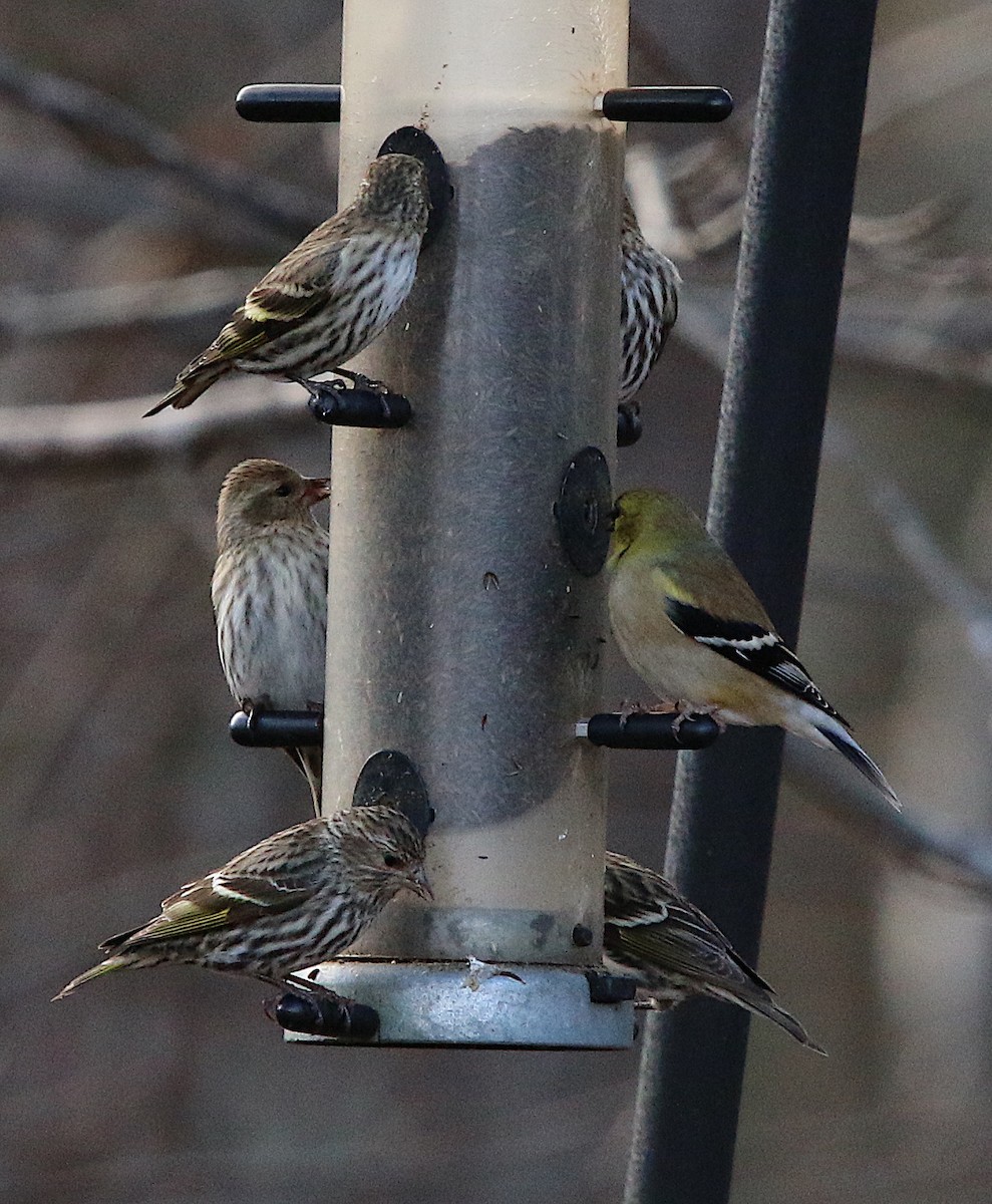 Pine Siskin - ML295209171