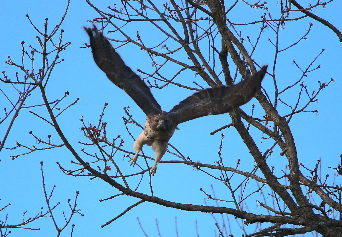 Red-tailed Hawk - ML295210781