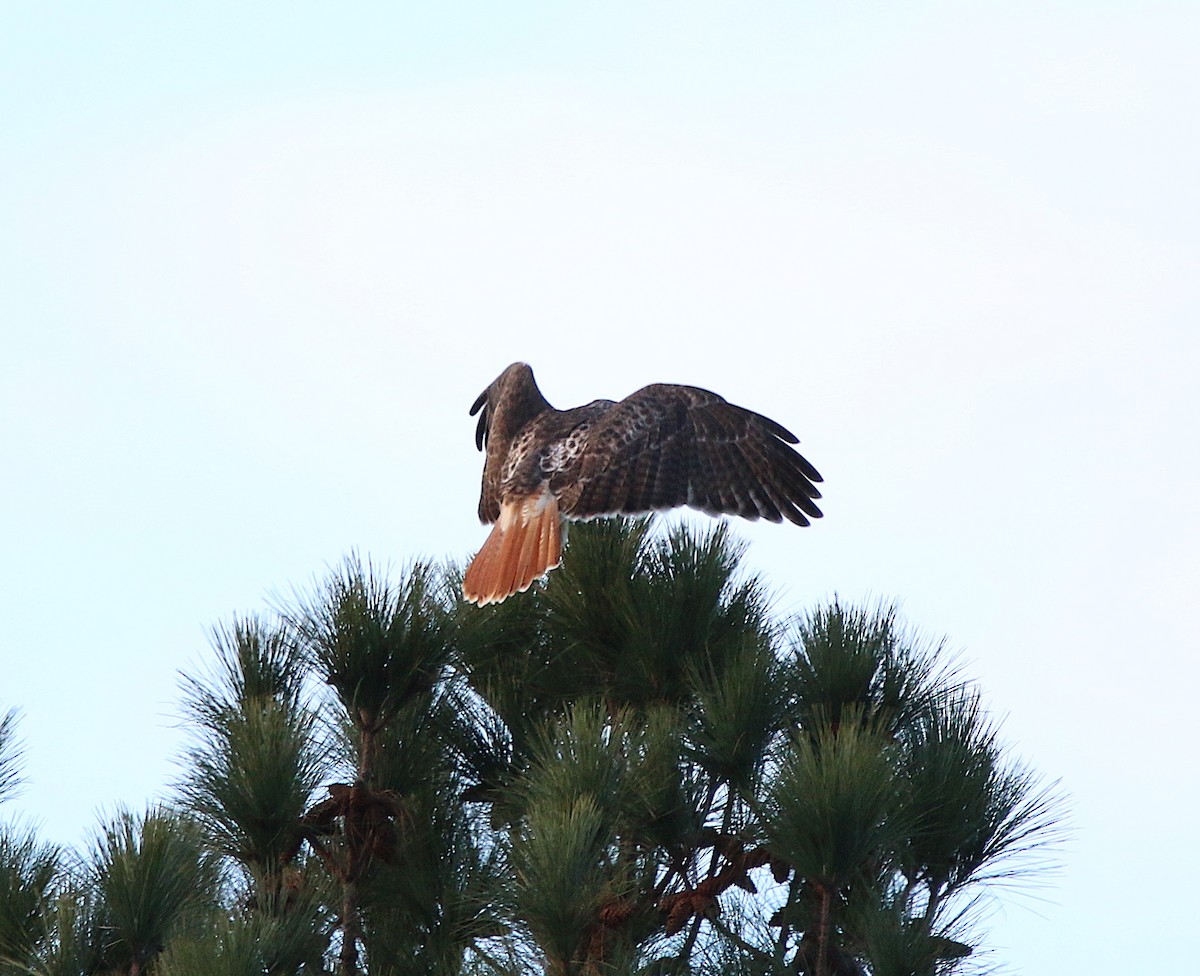 Red-tailed Hawk - ML295210871