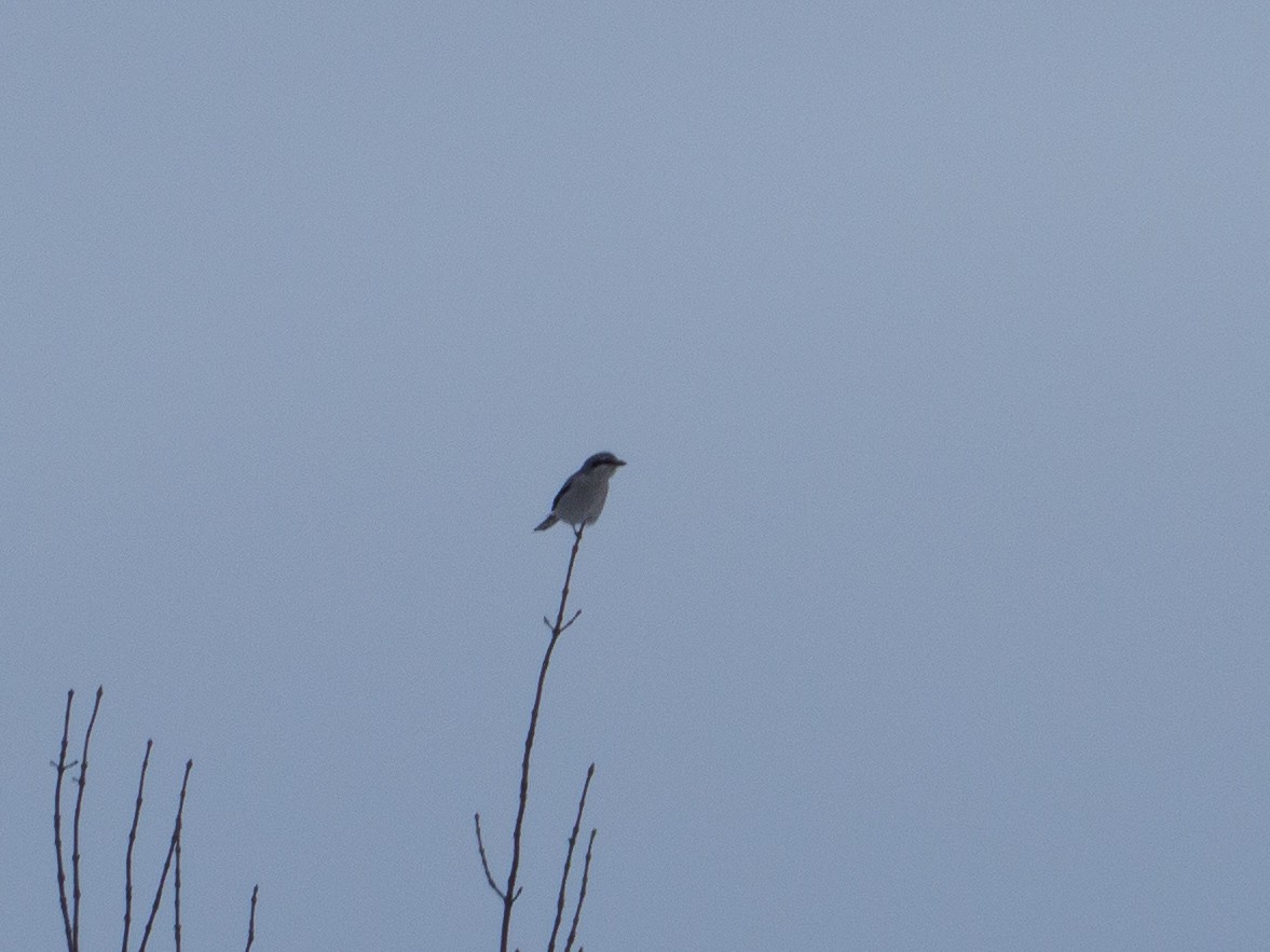 Northern Shrike - ML295211091