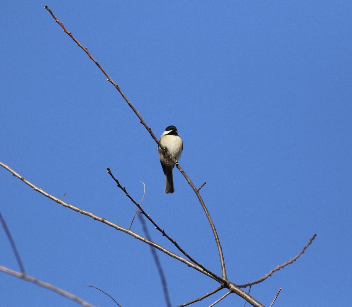 Carolina Chickadee - ML295211191