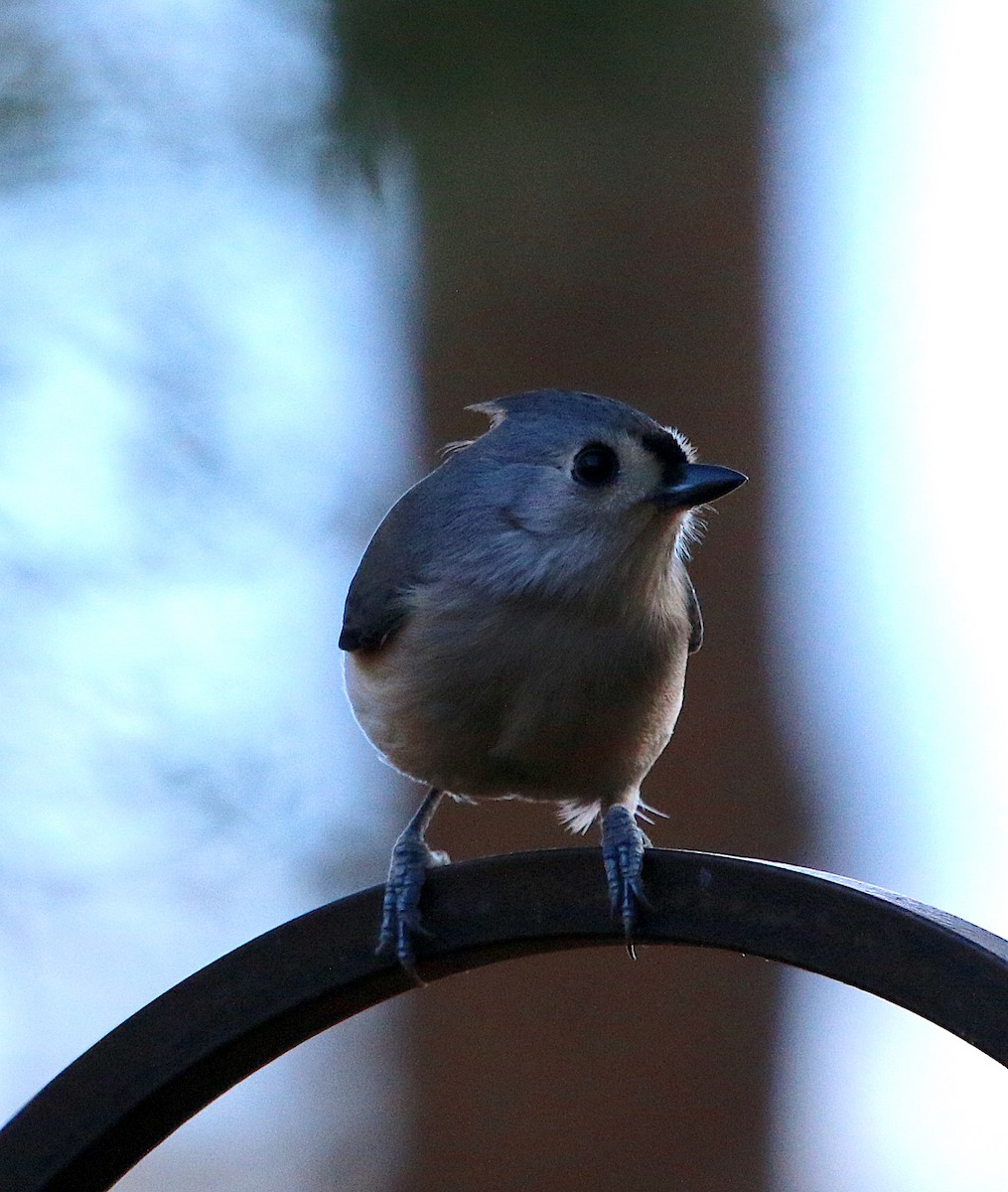 Tufted Titmouse - ML295211491