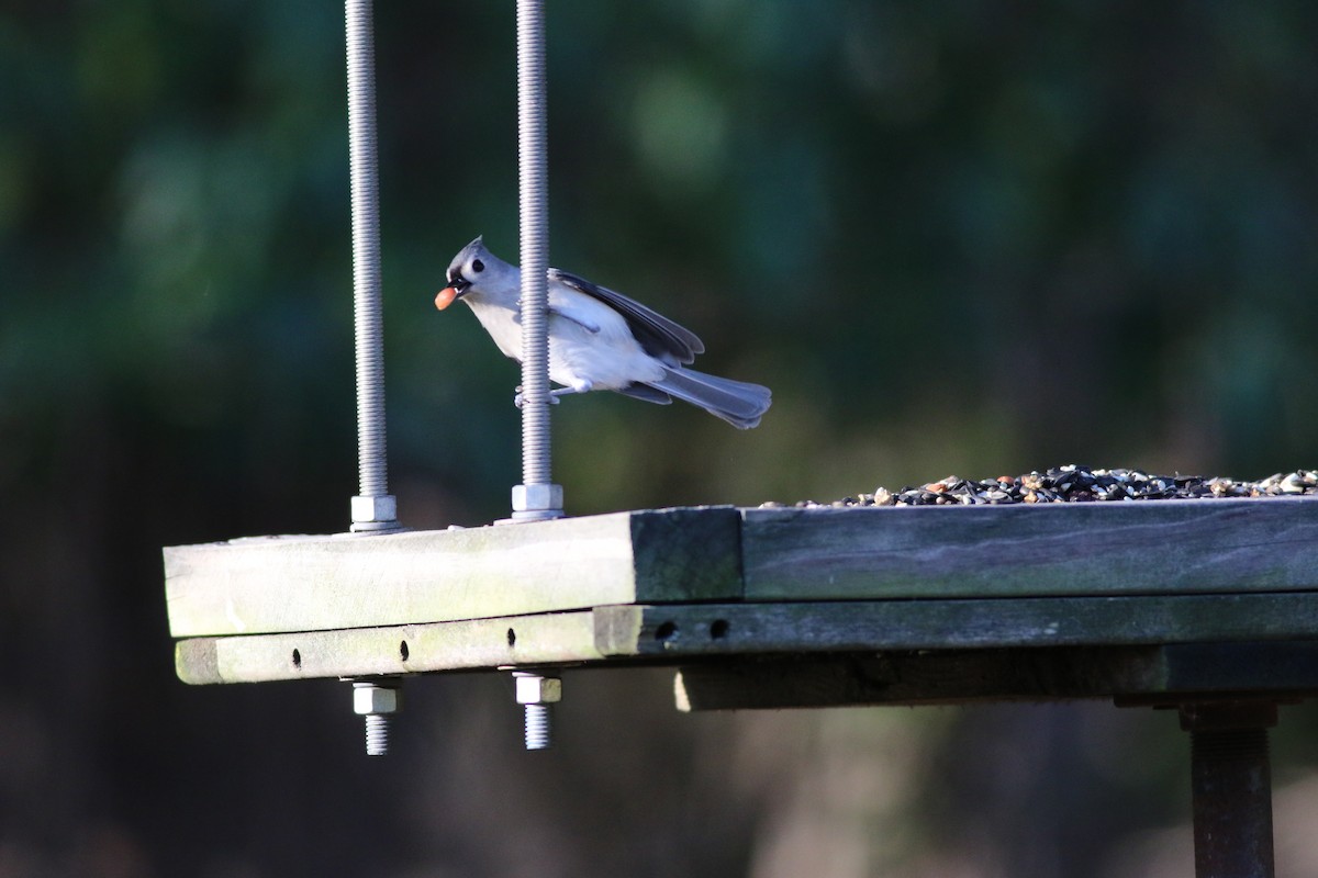 Tufted Titmouse - ML295212101