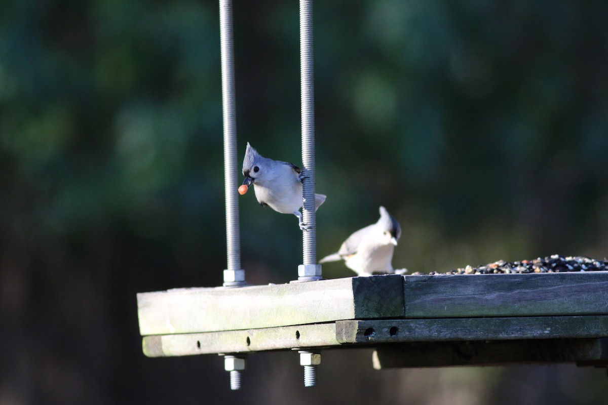 Tufted Titmouse - ML295212121