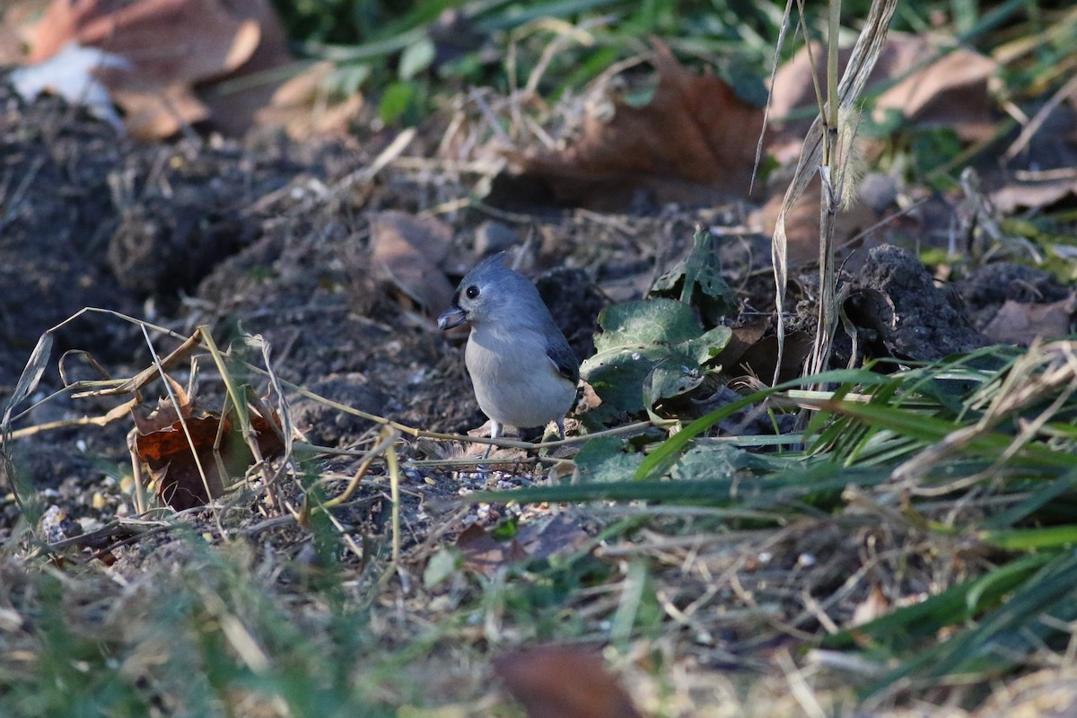 Tufted Titmouse - ML295212141