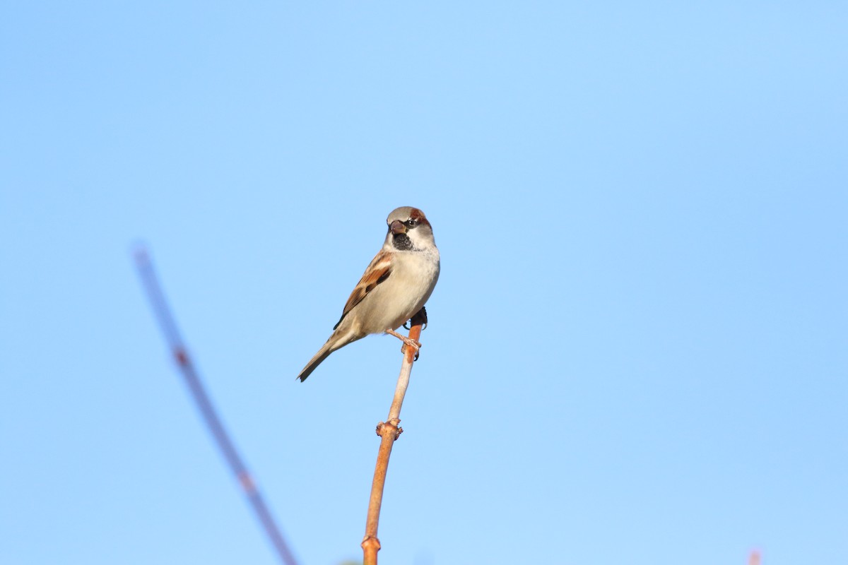 House Sparrow - ML295212221