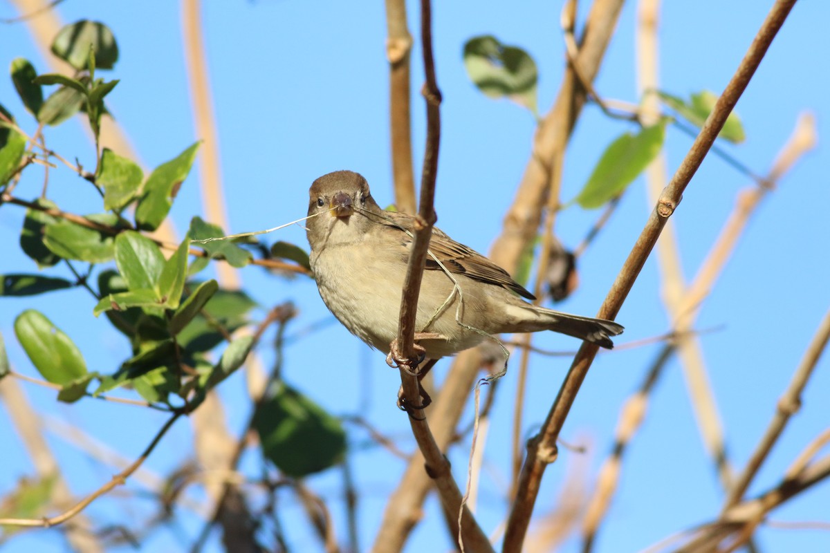 House Sparrow - ML295212251