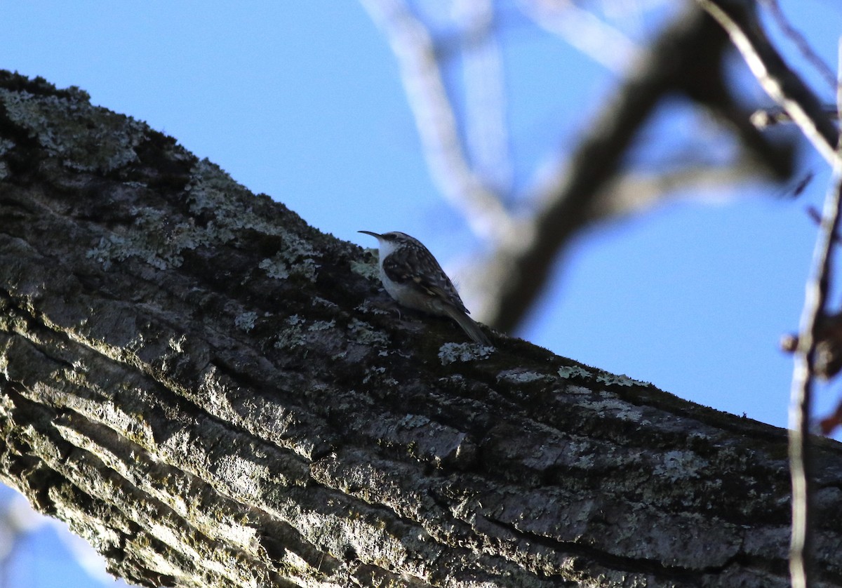 Brown Creeper - ML295212861