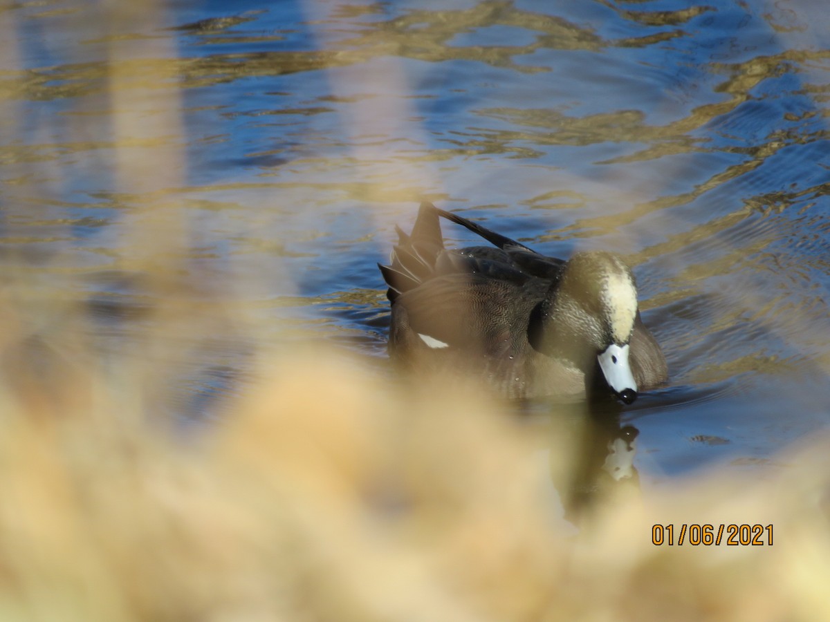 American Wigeon - Dan Hoobler