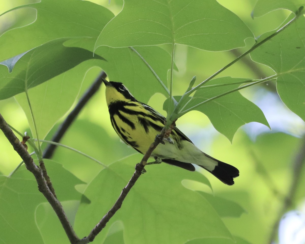 Magnolia Warbler - ML295213541